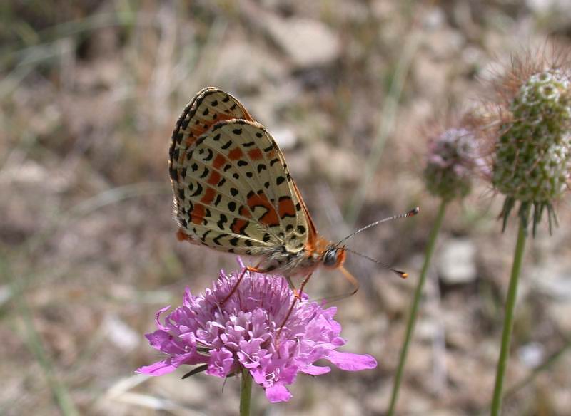 Melitaea didyma